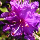 Blaue Zwerg-Alpenrose / Rhododendron impeditum